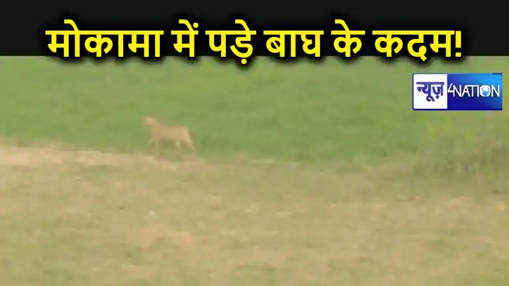 पटना के मोकामा में फिर दिखा बाघ जैसा जानवर, लोगों में दहशत, 