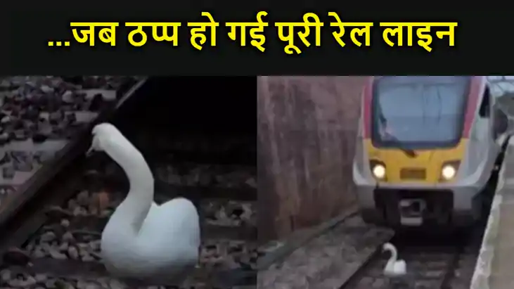 जब ठप्प हो गई पूरी रेल लाइन, पटरी पर आराम से टहलता रहा हंस, जब ठप्प हो गई पूरी रेल लाइन, पटरी पर आराम से टहलता रहा हंस,