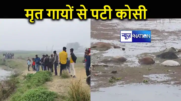 कोसी नदी में दर्जनों मृत गायों को देख ग्रामीणों के उड़े होश कोसी नदी में दर्जनों मृत गायों को देख ग्रामीणों के उड़े होश