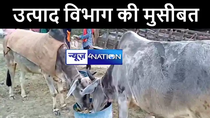 गोपालगंज में उत्पाद विभाग के गले की फांस बने बैल, मालखाना मे गोपालगंज में उत्पाद विभाग के गले की फांस बने बैल, मालखाना मे