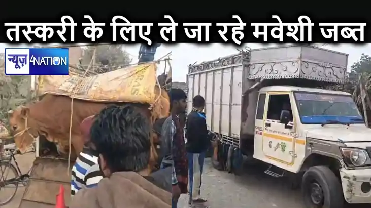 तस्करी के लिय ले जाए जा रहे एक दर्जन पशु धन गायों से भरा मि तस्करी के लिय ले जाए जा रहे एक दर्जन पशु धन गायों से भरा मि