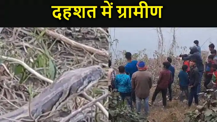 गोपालगंज में नहर किनारे अजगर, विशाल अजर को देख कर दहशत में ग
